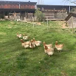 Gasthof Koschak Wirt&weinbauer *