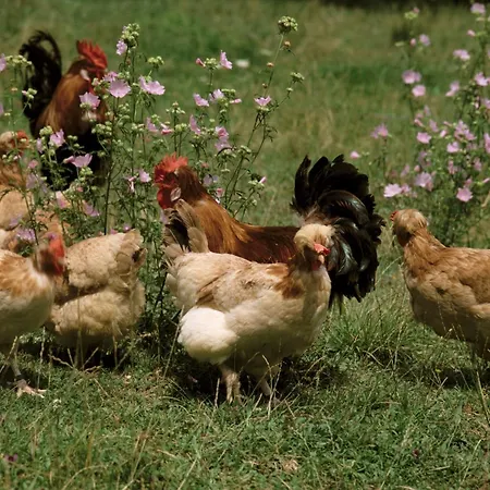 Koschak Wirt & Weinbauer Kro