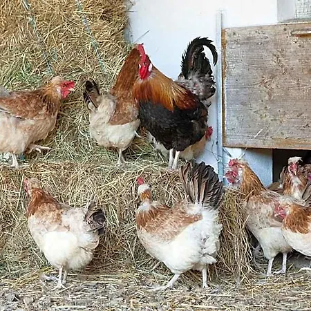 Koschak Wirt&weinbauer Heimschuh