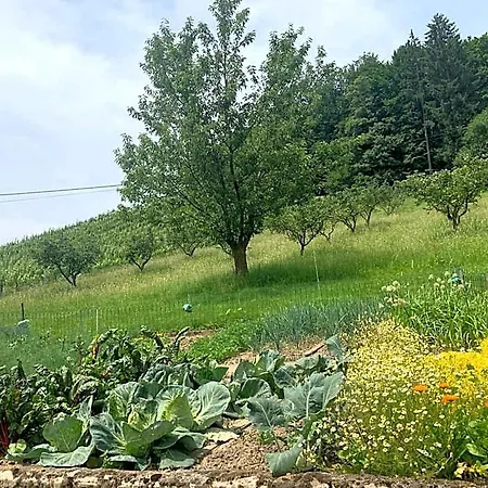Koschak Wirt&weinbauer Gasthof *