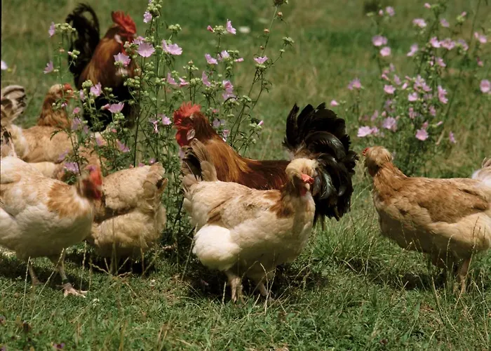 Koschak Wirt & Weinbauer Inn