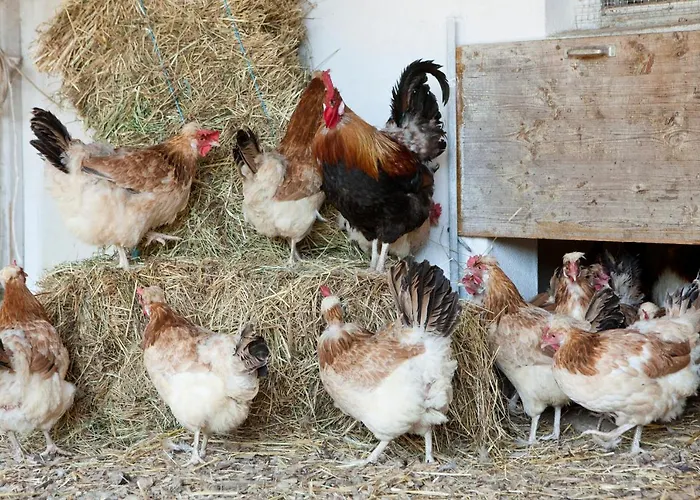 Inn Koschak Wirt & Weinbauer