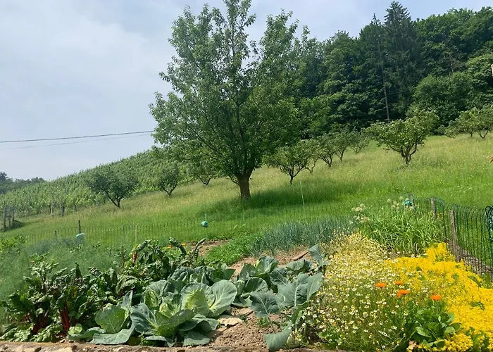Inn Koschak Wirt & Weinbauer Heimschuh